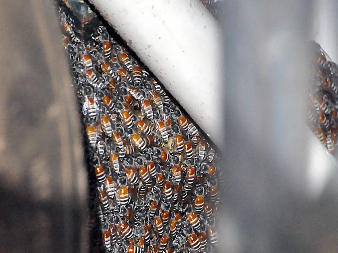 Uncovering the Fascinating Procedure: A Deep Dive into Honey Production