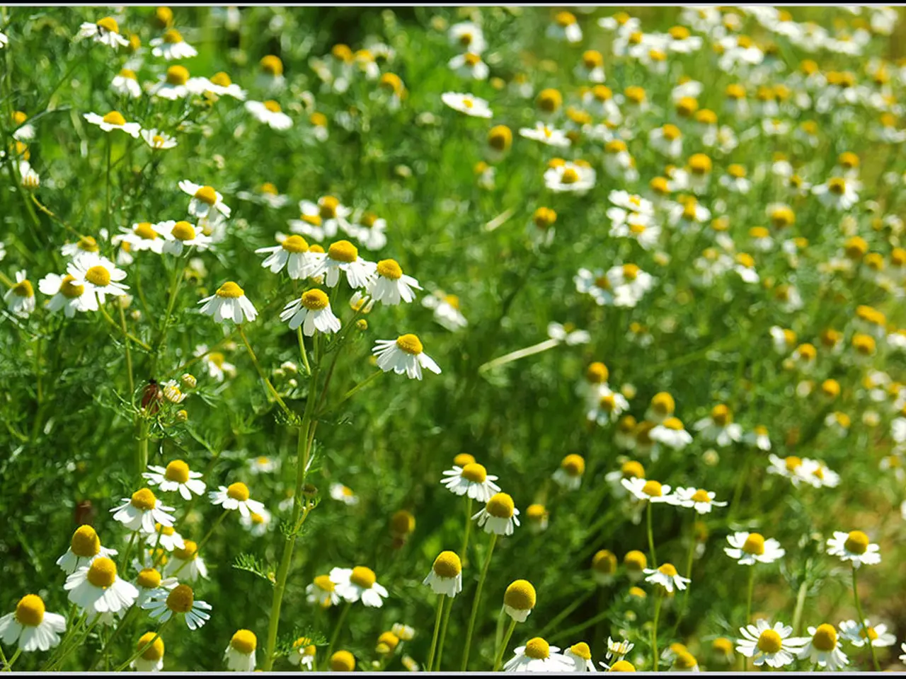 Revolutionary brain tumor scanner debuts in groundbreaking trial for patients