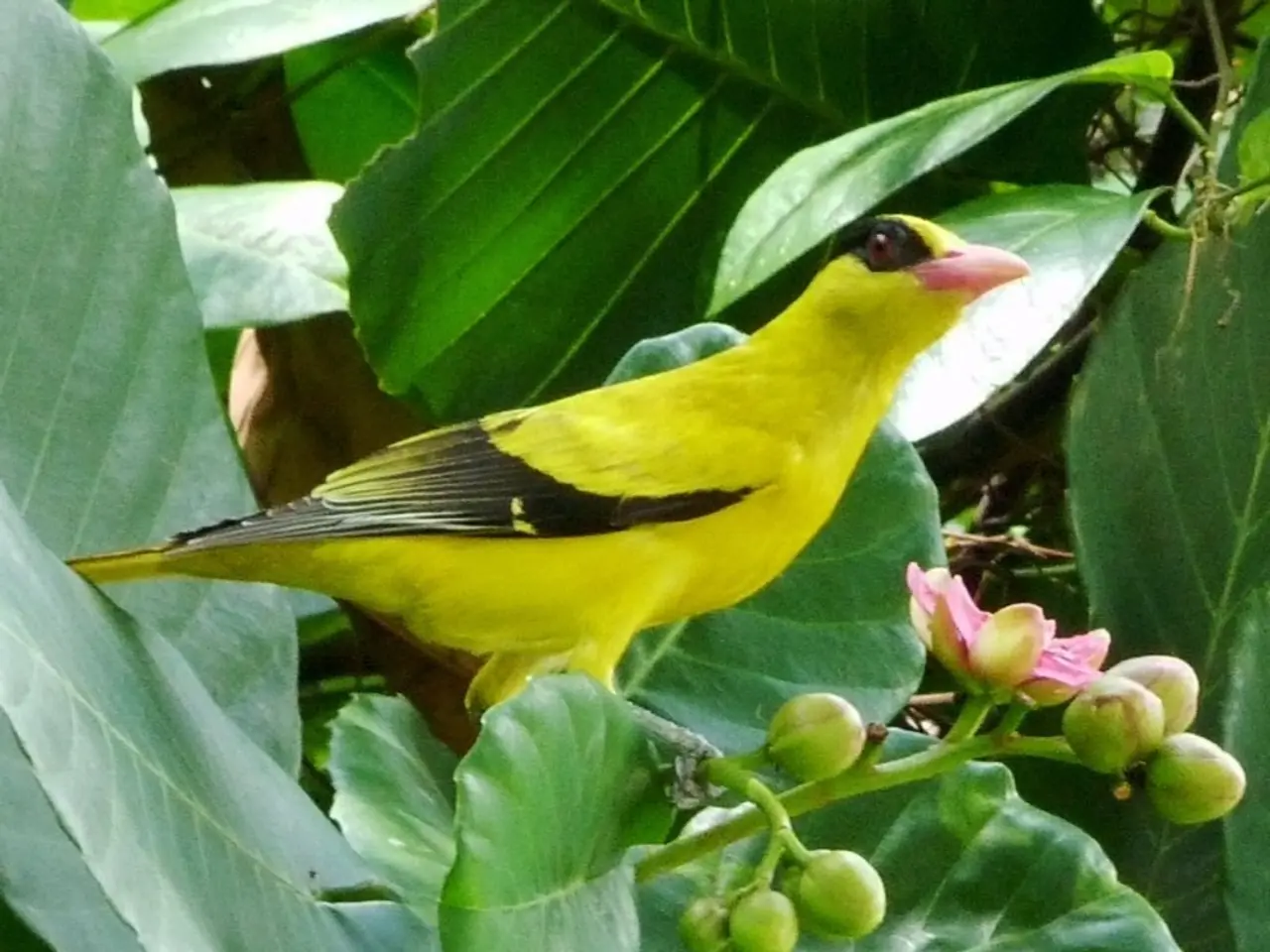 Rare multi-colored bird crossbreed astounds researchers unveiled