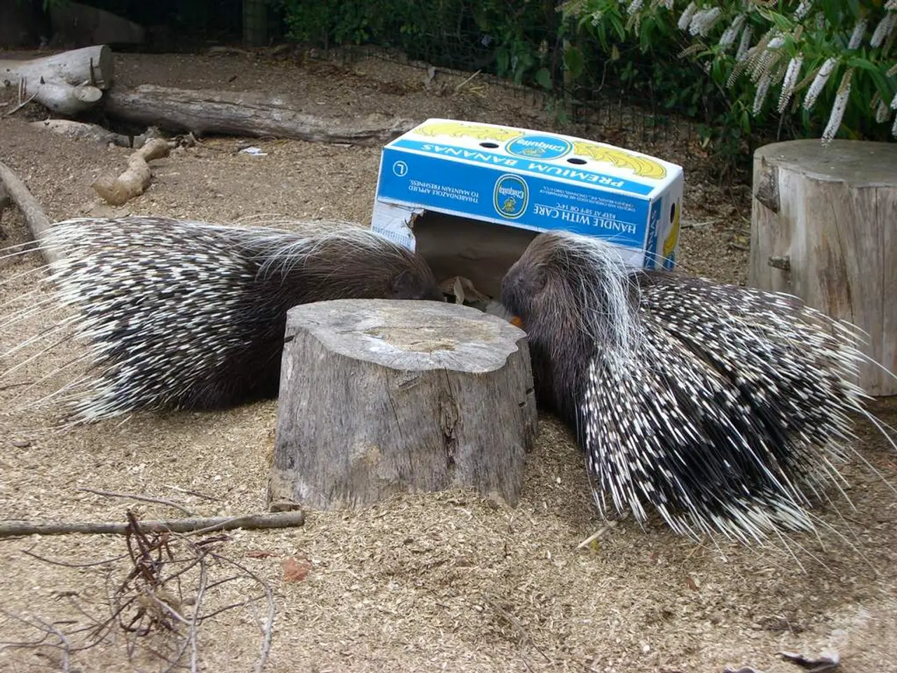 Symptomatic Porphyria: A Condition Characterized by Various Neurological and Abdominal Disturbances