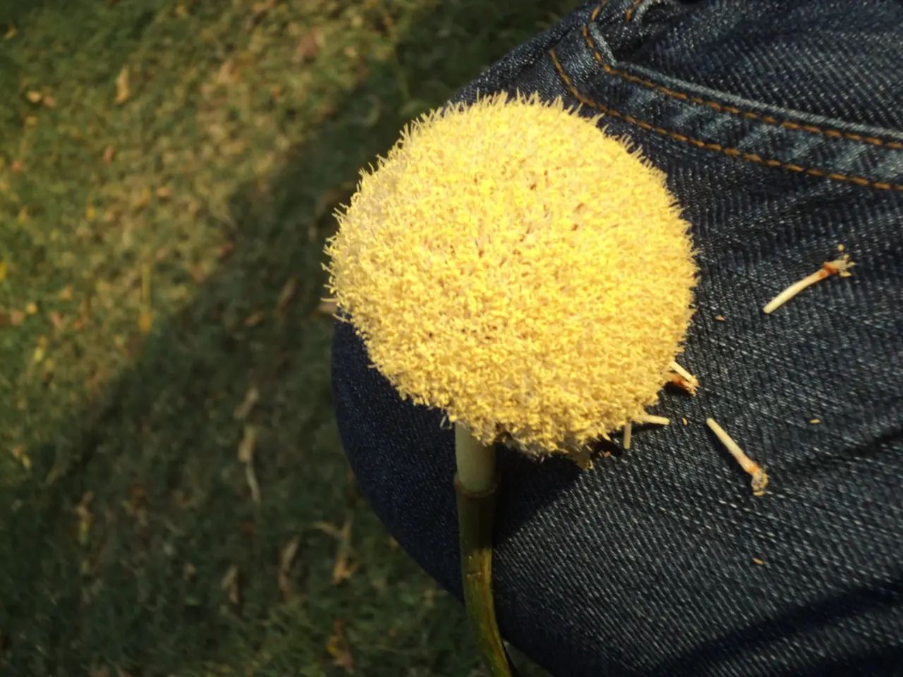 Pancreatic lymphoma: Types, symptomatology, treatment options, and additional details