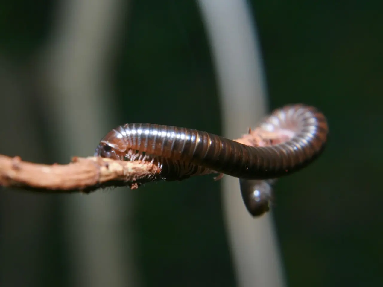 Microsoft and Parasitic Relationships: An Examination of Possibilities