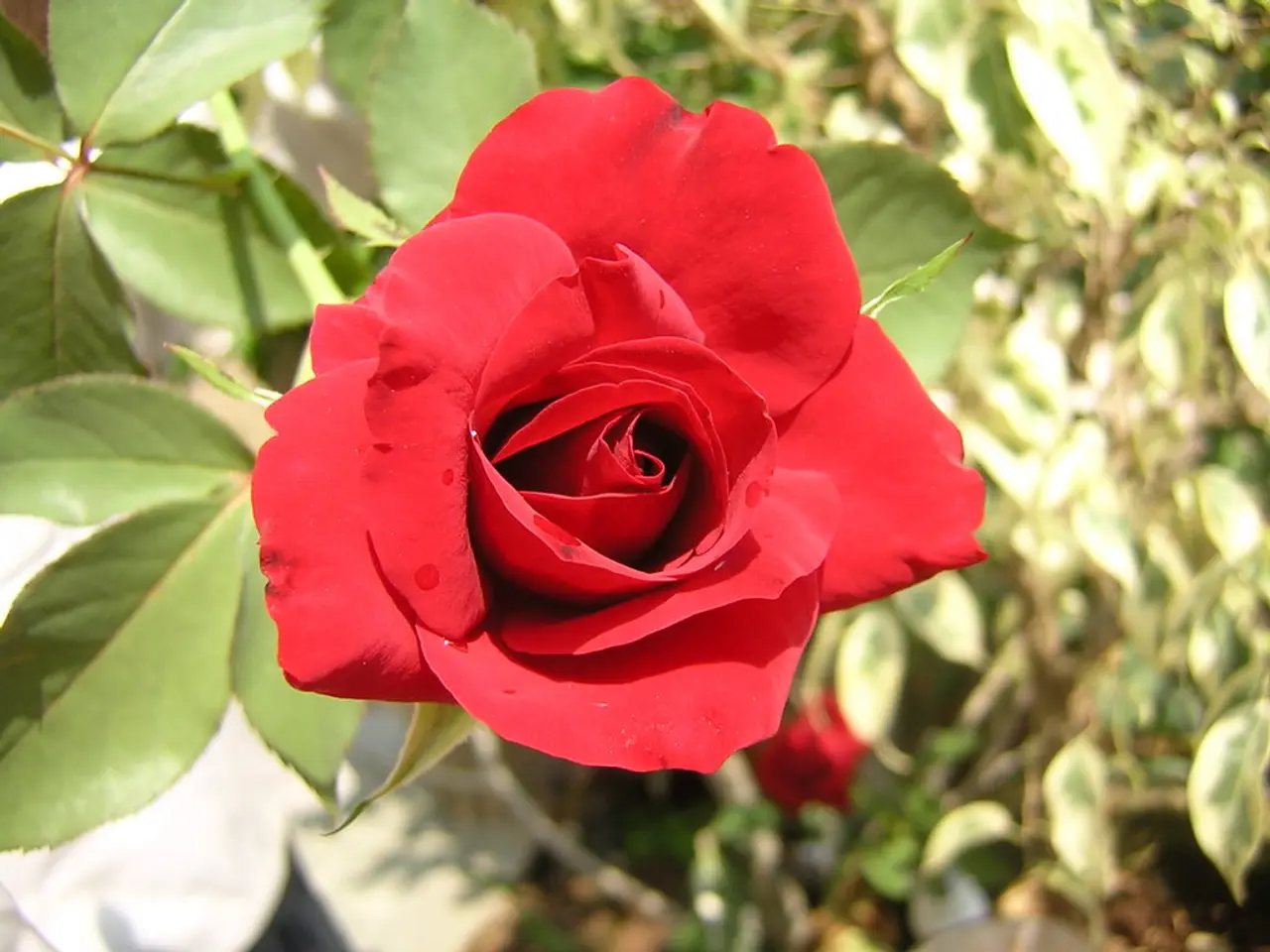 "Is Growing Salvia Among Roses Beneficial in Preventing Black Spot? This Organic Technique May...