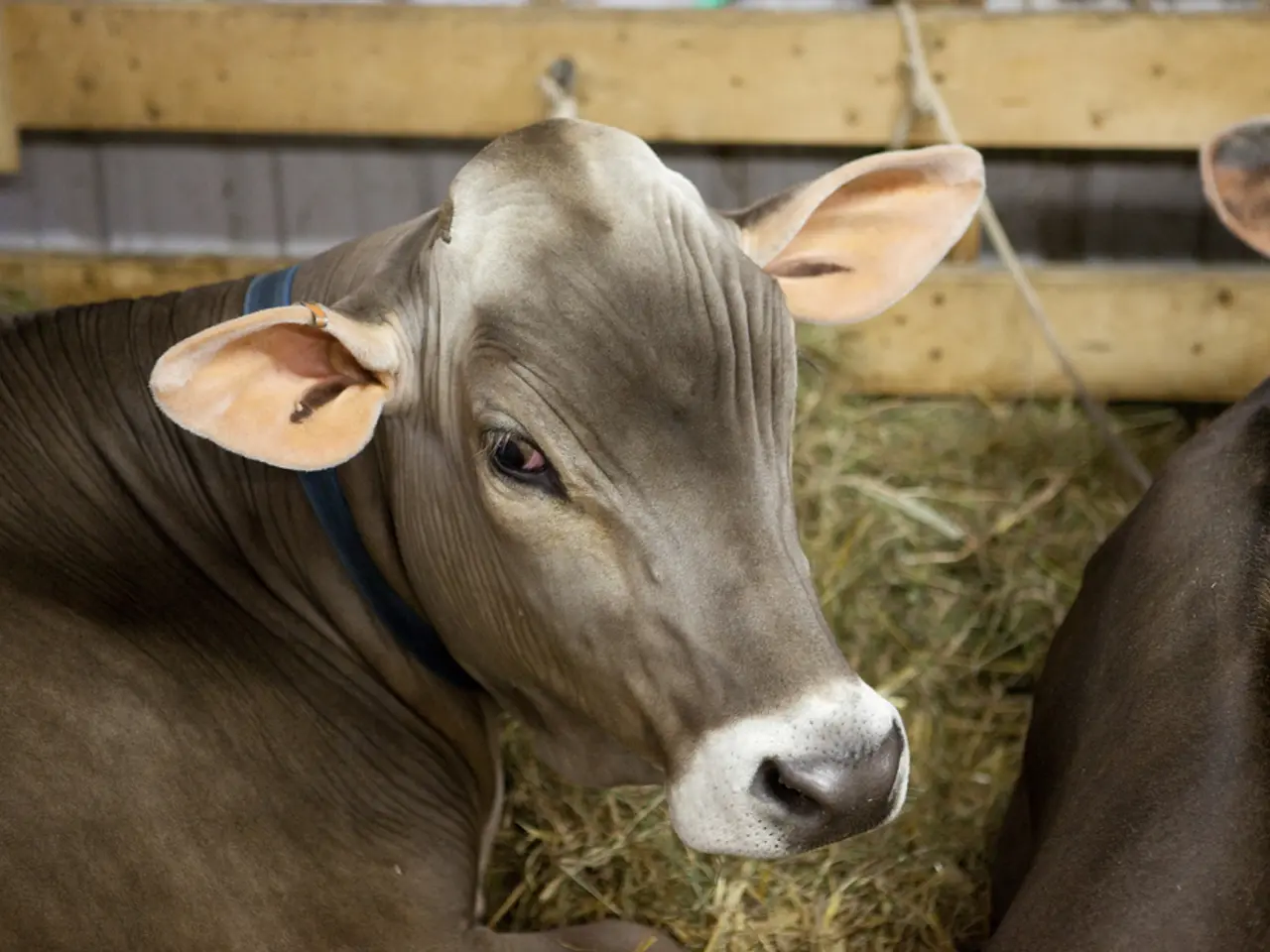 Signs of drinking and diarrhea linked to hair loss in calves