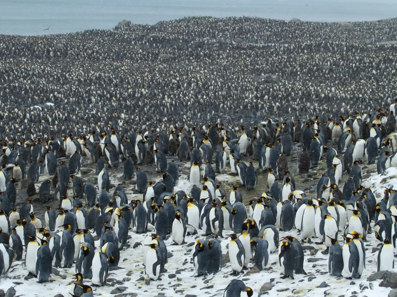 Deep Levels of the Ross Sea Continually Provide Emperor Penguins with Their Dietary Needs