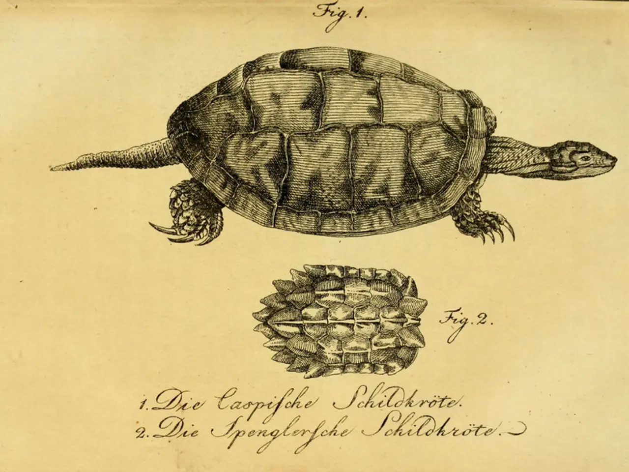 In this image there is a paper. There is a tortoise diagram and text on the paper.