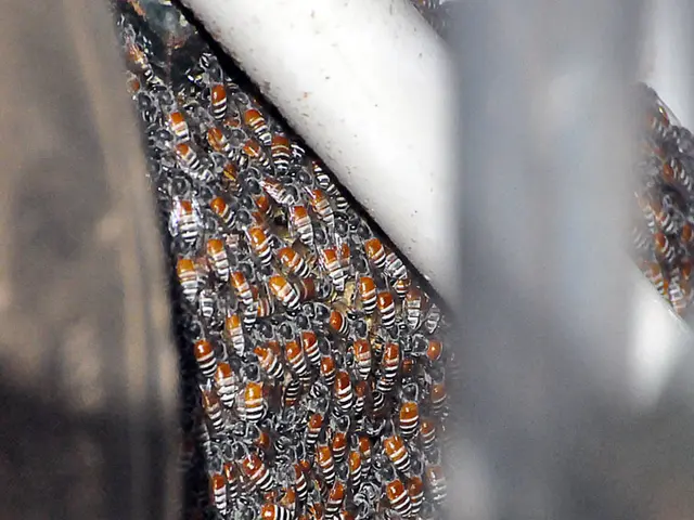 Uncovering the Fascinating Procedure: A Deep Dive into Honey Production