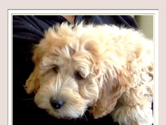 Top 10 Canines Ideal for Anxiety and Depression: Discovering Your Ideal Emotional Support Dog...