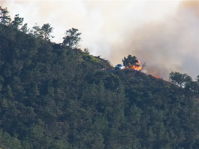 Bushfire Aid and Updates: Details on Assistance Programs and Latest Fire Information