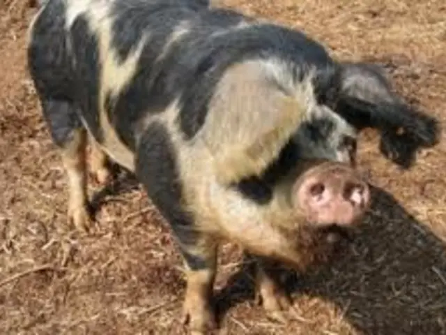 Dead Animal Blood Samples Urged for Swine Fever Detection in Hunters' Game