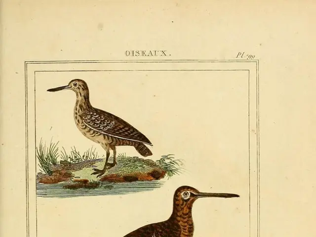 The reason behind the more vibrant coloration in male birds compared to females is explored in this...