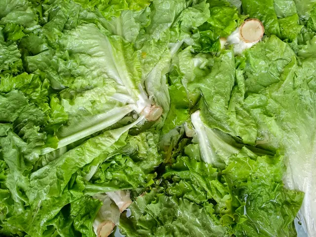 Supermarkets to Soon Stock a New, Non-Rinsing Head Lettuce Variant