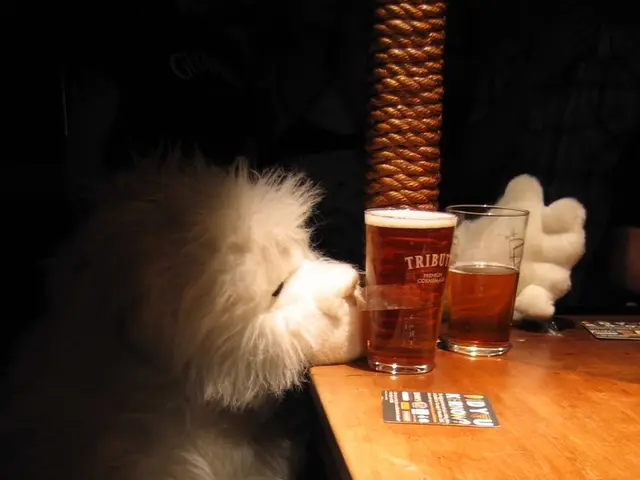 Canine Eye Stye: Symptoms, Causes, and Treatment Solutions