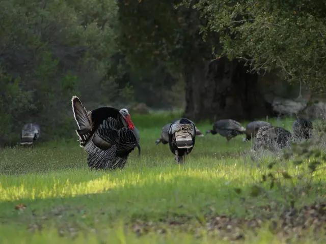 Avoiding Measles in Turkey: Guidance for Nizhny Novgorod Residents