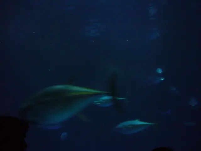 Deeper-sea Discovery: Unveiling the Smith's Viperfish near India's Shores