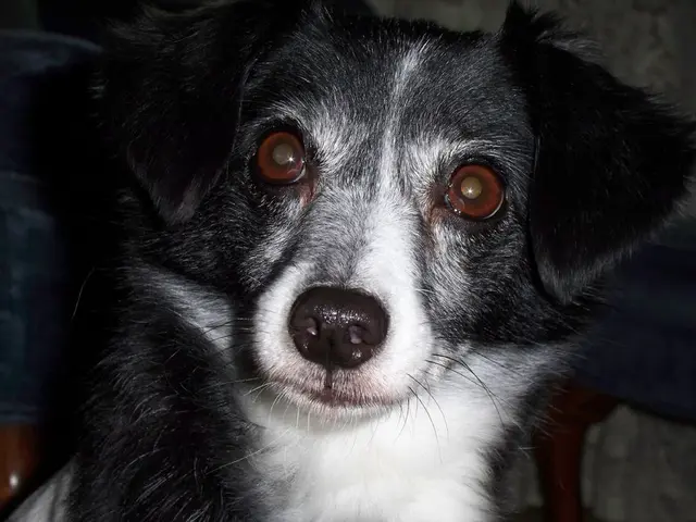 "Nail-Fastened Dog in Harz Endures Painful Weeks"