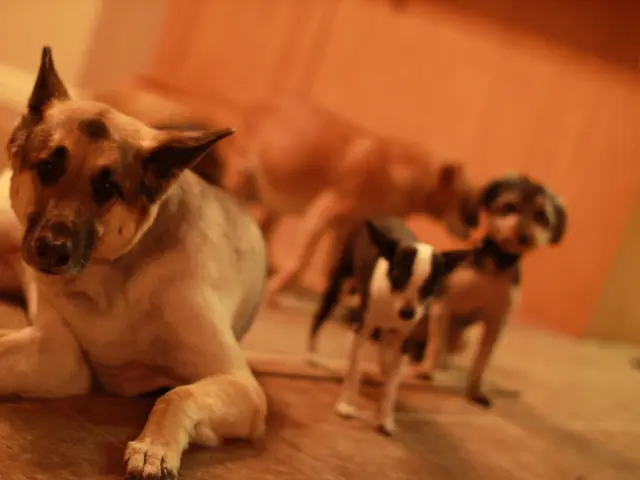 Researchers Investigate Shorter Lifespans of Larger Canines, Offering Plausible Explanations