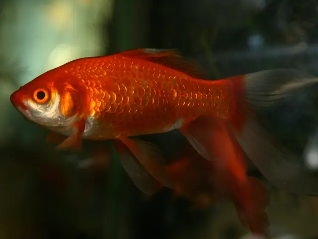 Krill Oil versus Fish Oil: Exploring their Differences and Benefits