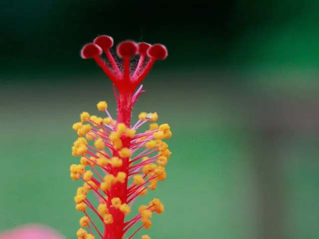 Ear Pain and Allergy Issues: Root Causes, Identification, and Remedies