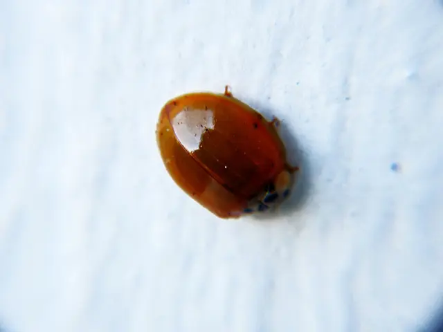 Symptoms of Irregular Menstruation: Potential Causes