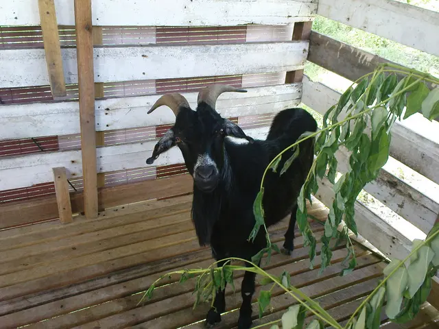 Demonstrators urge local authorities in Kings County to launch an inquiry into Vera Goat Dairy