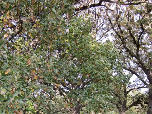 Elderly, dementia-afflicted former attorney Tom Girardi begins serving prison term following...