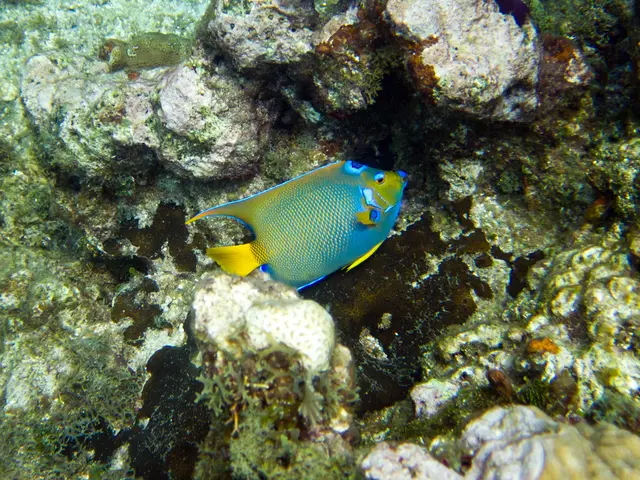 Investigating Underwater Expeditions into Mesophotic and Deep-Seated Marine Habitats within the...