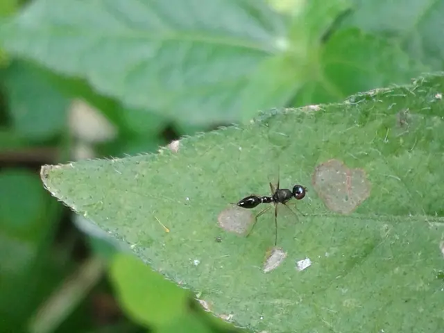 Plants Employ Ant Attraction and Capture Strategies to Function as Guardians