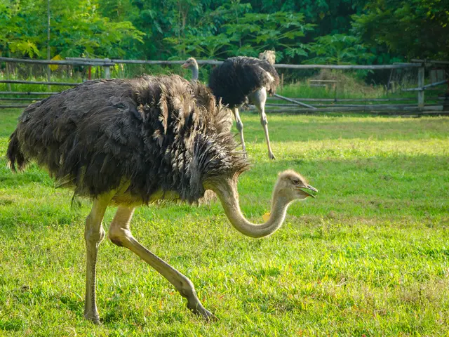 Kennedy Jr. Petitions Canada for Pardon of 400 Ostriches to Gain Insight into Them