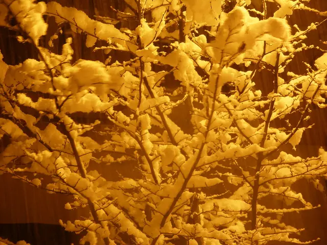 Respiratory Concerns: Origin, Remedies, and Homemade Solutions for a Persistent Dry Cough