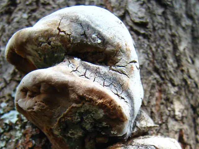 Fungus discovered in Pharaoh's remains found to produce anticancer substances