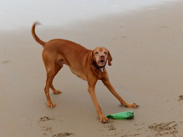 Canine health check-up is necessary post-Baltic Sea visit.