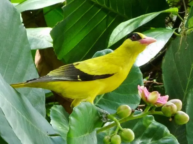 Rare multi-colored bird crossbreed astounds researchers unveiled