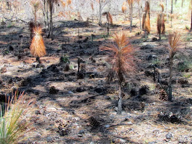 Soil Well-Being Champions: The Incredible Legume Plants