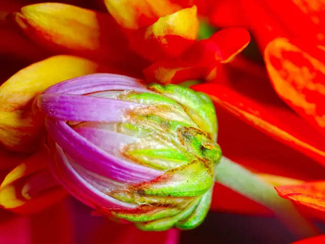 Explore Why Golden Monk is Reliable for Purchasing Green Kratom Variants: Key Factors