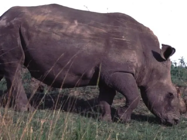 Racing to preserve the Northern White Rhinos through In-Vitro Fertilization: KWS's intense effort...