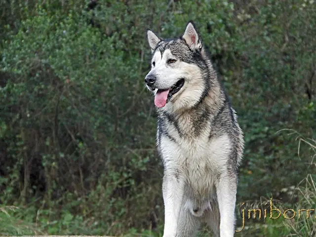 Dream attack interpretation: Uncovering the symbolic messages hidden within nightly terror