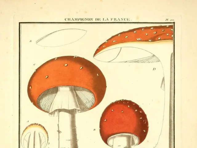 Enhancing Creativity and Stimulating Divergent Thought: Top Nootropics to Consider