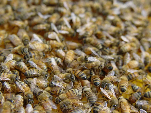 Investigations Reveal Pesticide as the Potential Culprit Behind Bee Colony Demise
