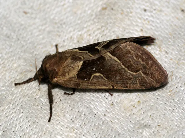 Scabies with a crust: Understanding characteristics, treatment options, and additional details