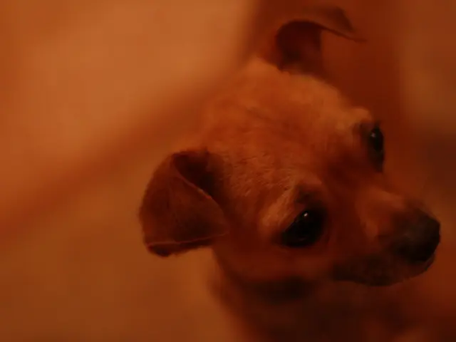 Symptoms a dog may exhibit when experiencing discomfort: An overview from a veterinary...