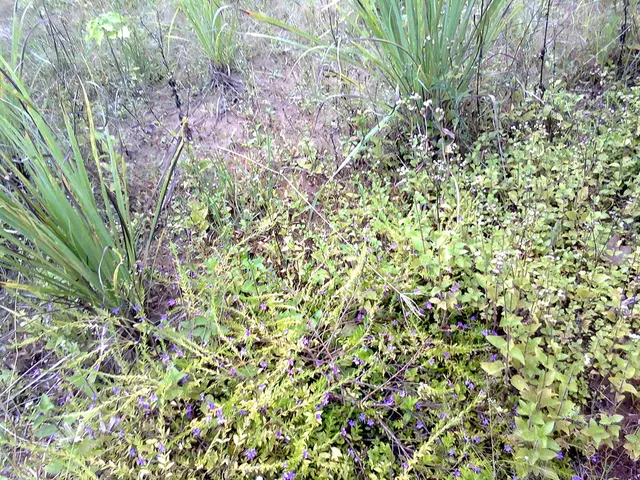 Mysterious Companion Found Orbiting Neptune