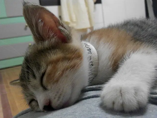 Interpreting the Messages Hidden in Your Nightmares: A Look into Your Anxieties