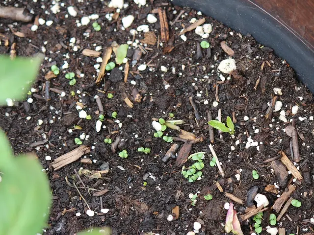 Delving into the Hidden Workings of Soil and Vegetation: Uncovering the Mysteries of Nature's...