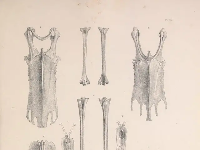 The Purpose of Human Skeleton: An Explanation on Bones' Importance