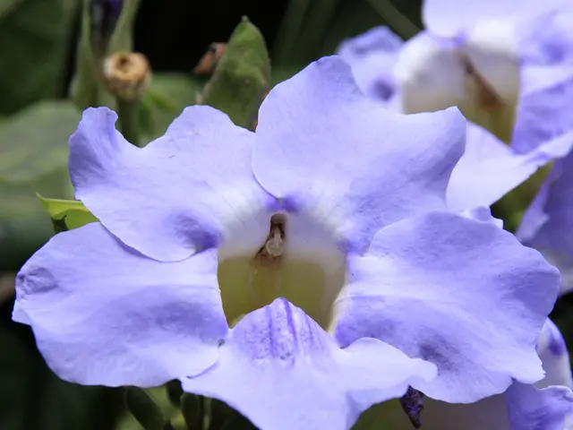 Sleep Aid: Restoring Harmony in Your Sleep Cycle Naturally