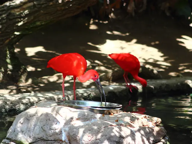 Menopause and IBS Link: Hormones, Impacts, and Further Insights