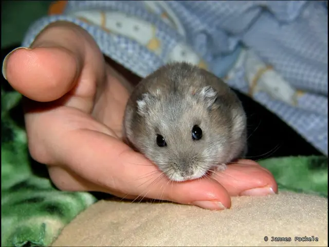 Observe the Shaping of Recollections in a Mouse's Brain