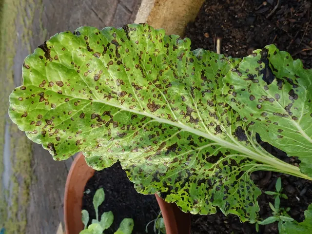 Destructive Development in Brassica Species: An Overview of Black Rot