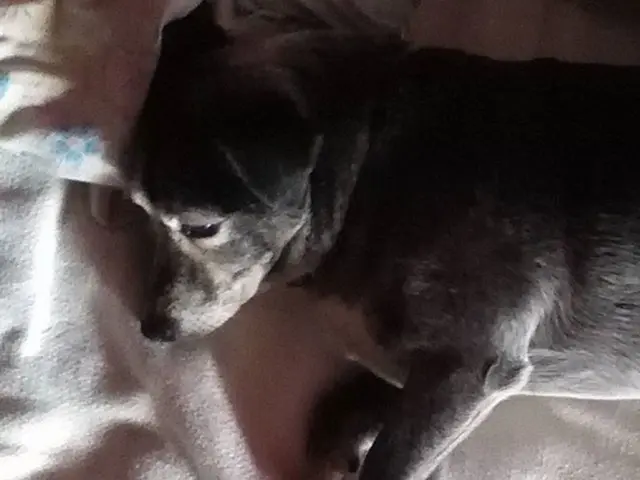 Sharing a Bed With Your Dog: Science Offers Its Verdict on the Pros and Cons